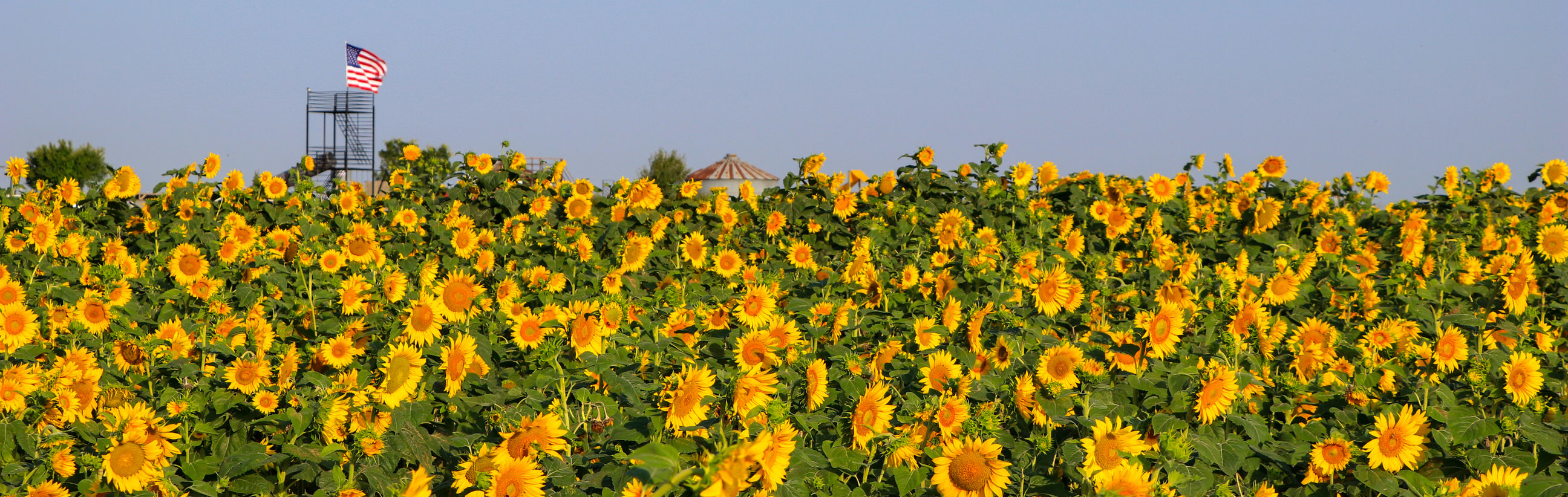Women in Agriculture, Pat Swanson