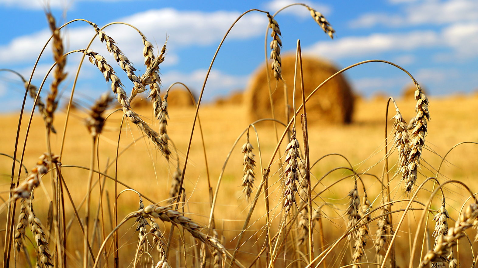 Golden wheat under a blue sky: an archetypal American scene.