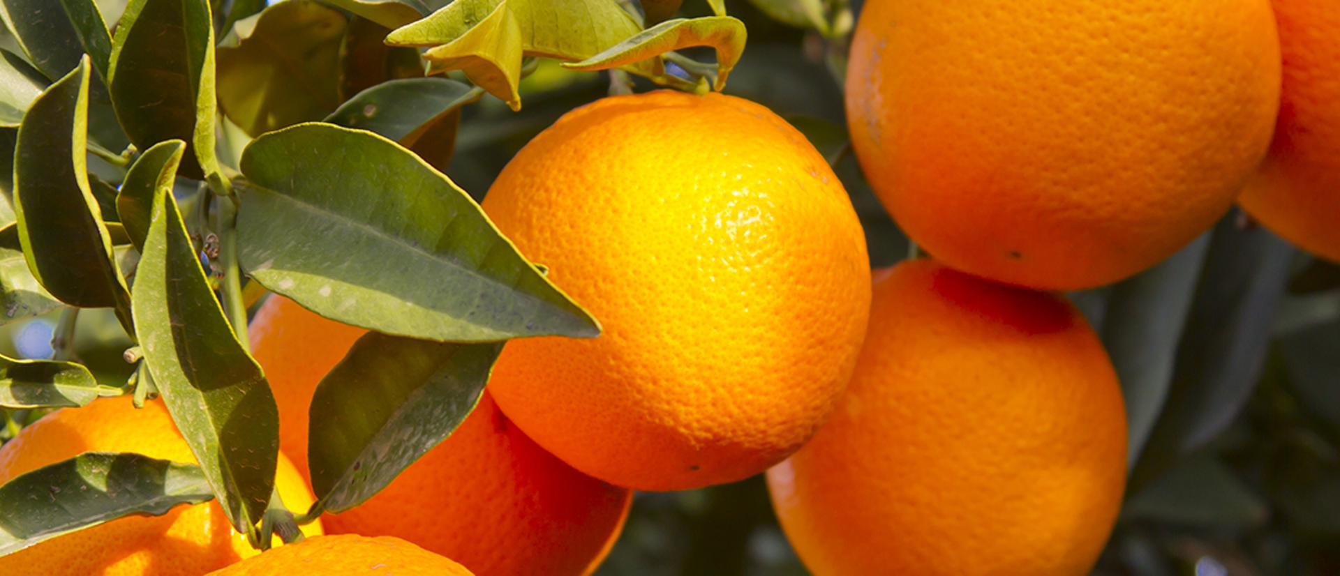 Banner Background Wide